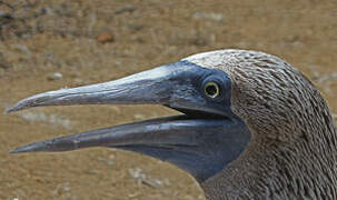 Blue-footed Booby