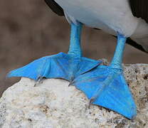 Blue-footed Booby