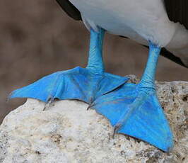 Fou à pieds bleus