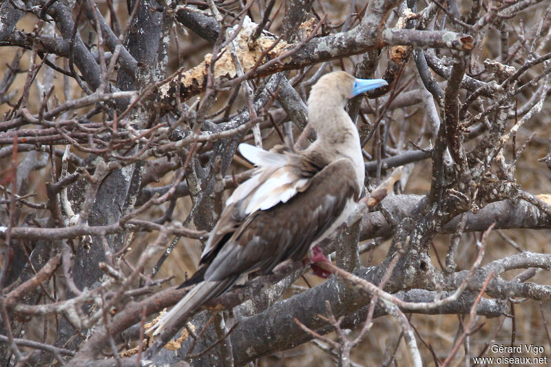 Red-footed Boobyadult
