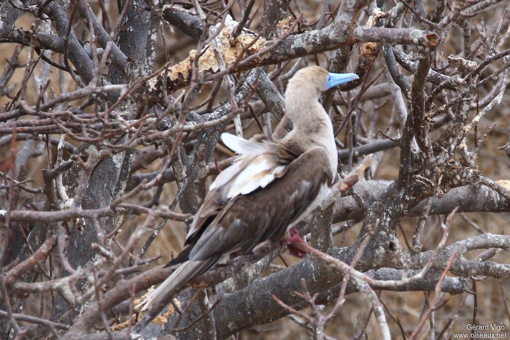 Red-footed Boobyadult