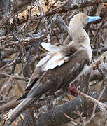 Red-footed Booby