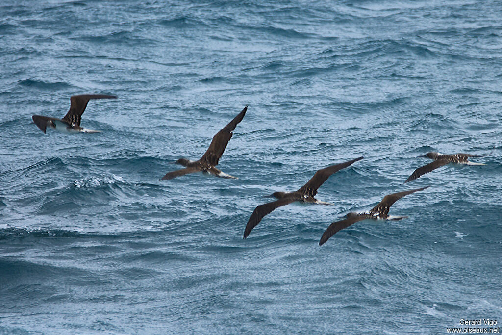 Brown Boobyadult, Flight