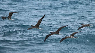 Brown Booby