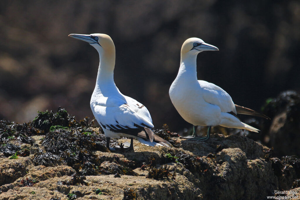 Northern Gannetadult