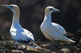 Northern Gannet