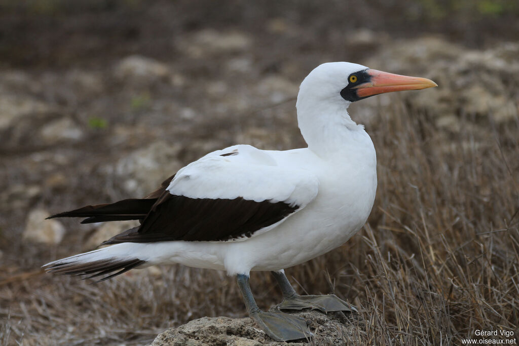 Nazca Boobyadult