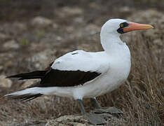 Nazca Booby