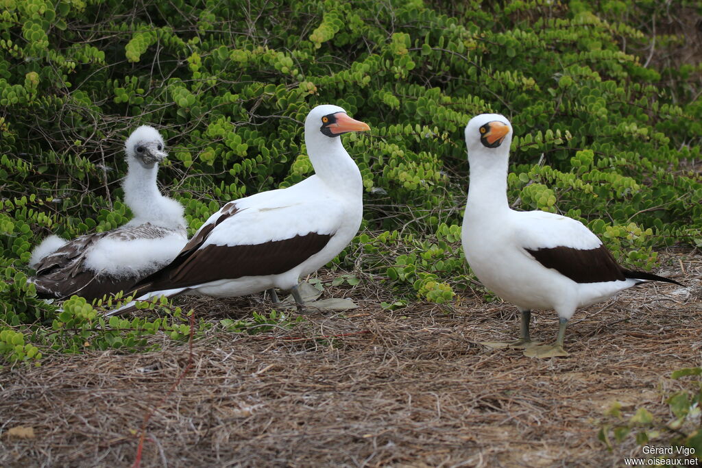 Nazca Booby