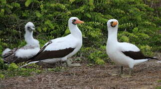 Nazca Booby