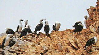 Peruvian Booby