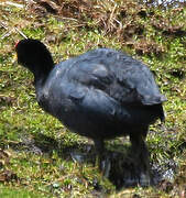 Foulque ardoisée