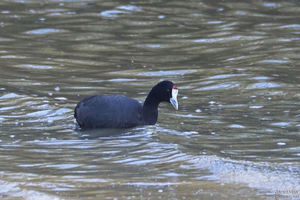 Red-knobbed Cootadult