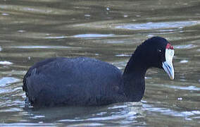 Red-knobbed Coot