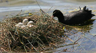 Eurasian Coot