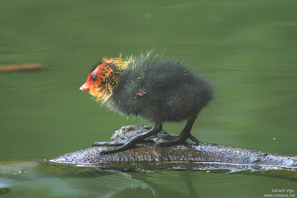 Foulque macroulejuvénile