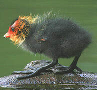 Eurasian Coot