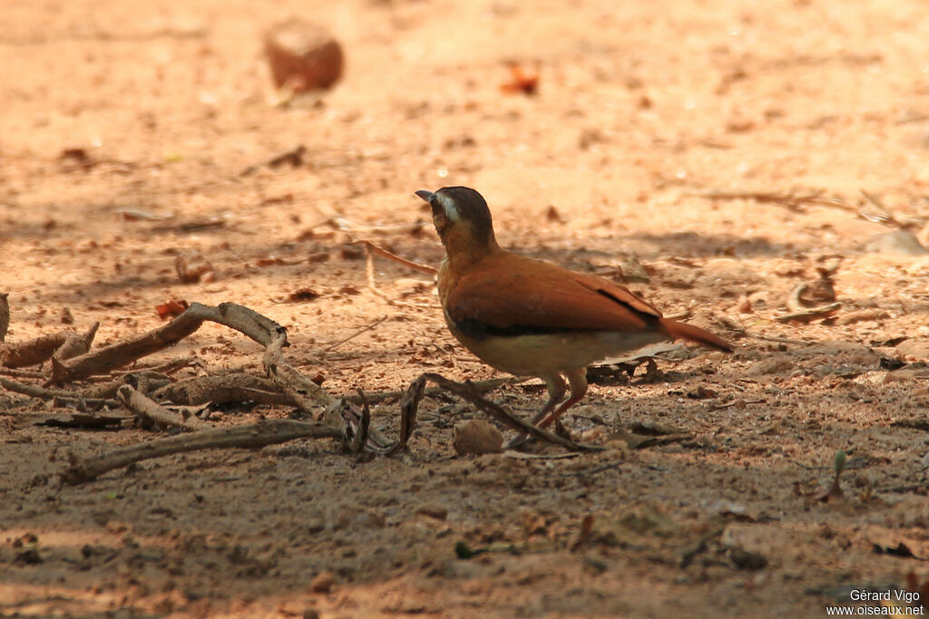 Band-tailed Horneroadult