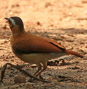 Band-tailed Hornero