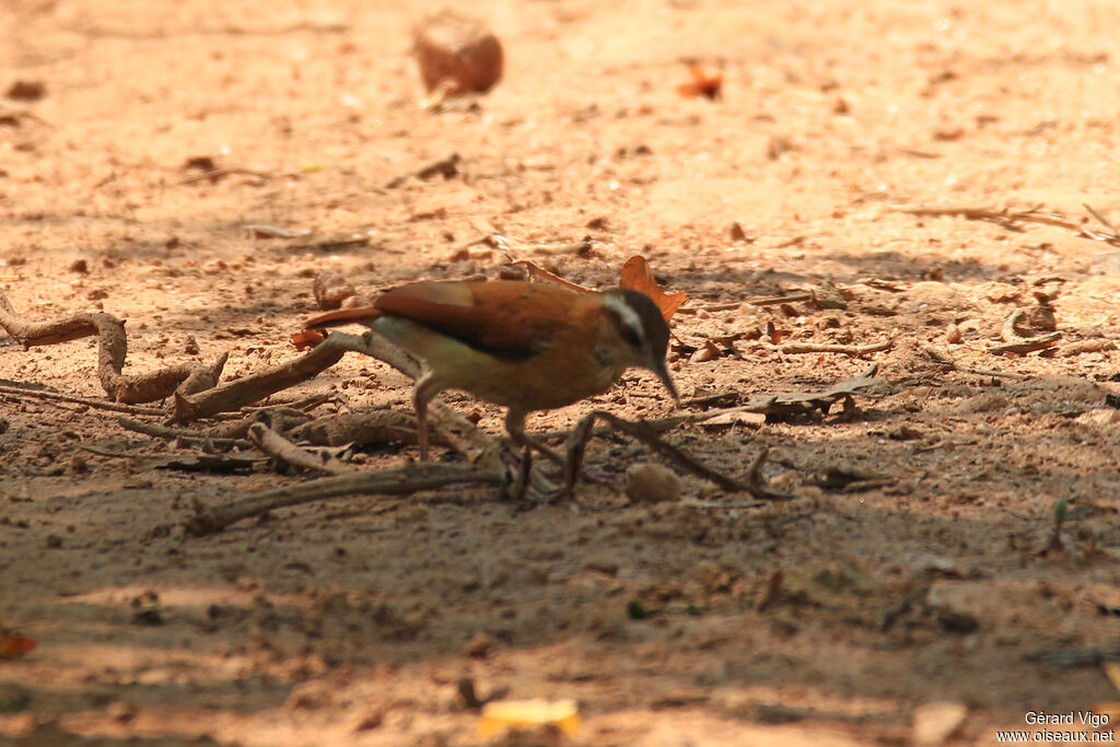 Band-tailed Horneroadult