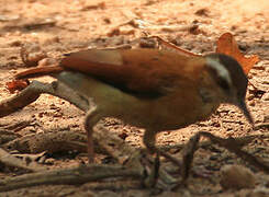 Band-tailed Hornero