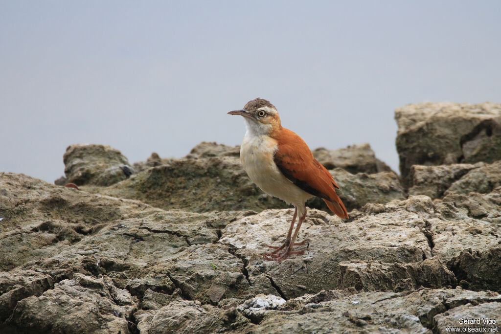 Pacific Horneroadult