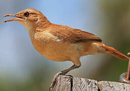 Rufous Hornero