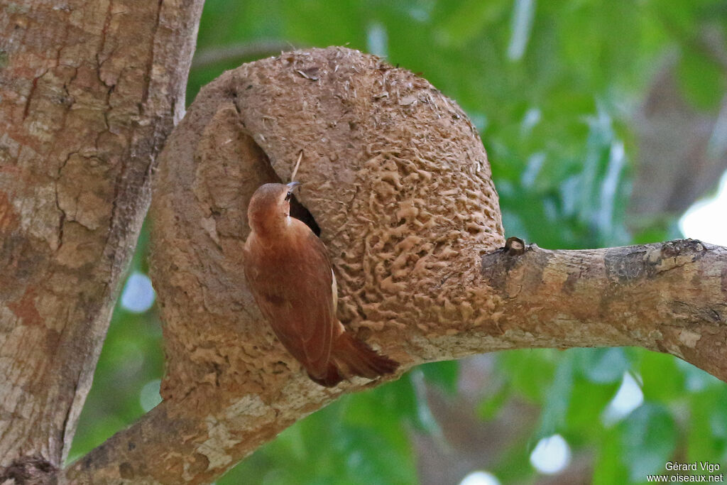 Rufous Horneroadult, Reproduction-nesting