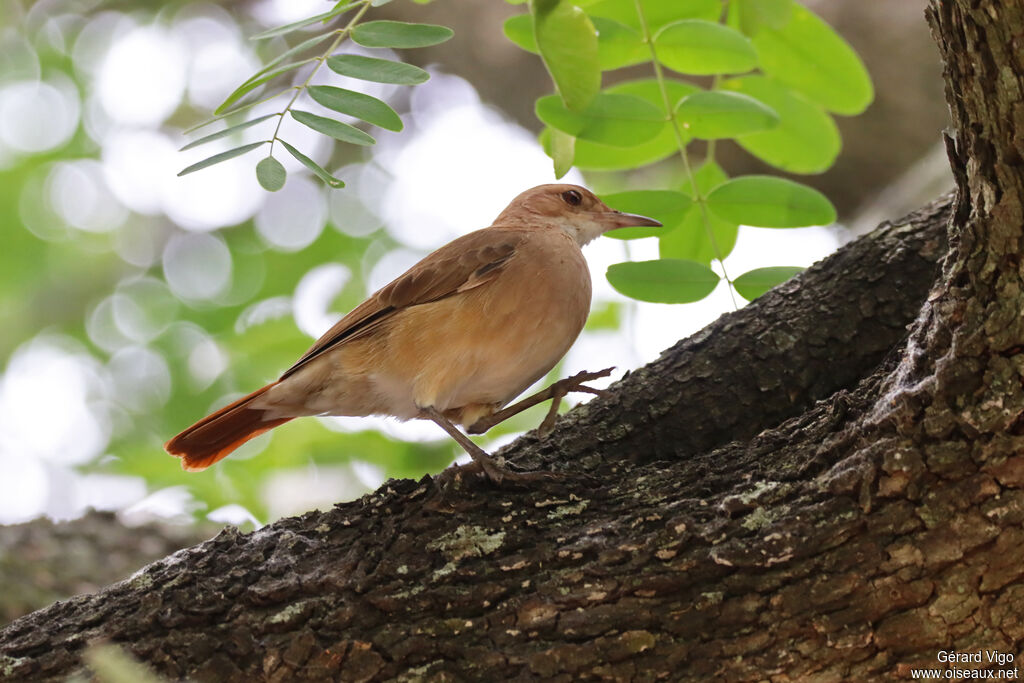 Rufous Horneroadult