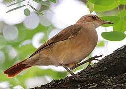 Rufous Hornero