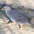 Francolin à bec rouge