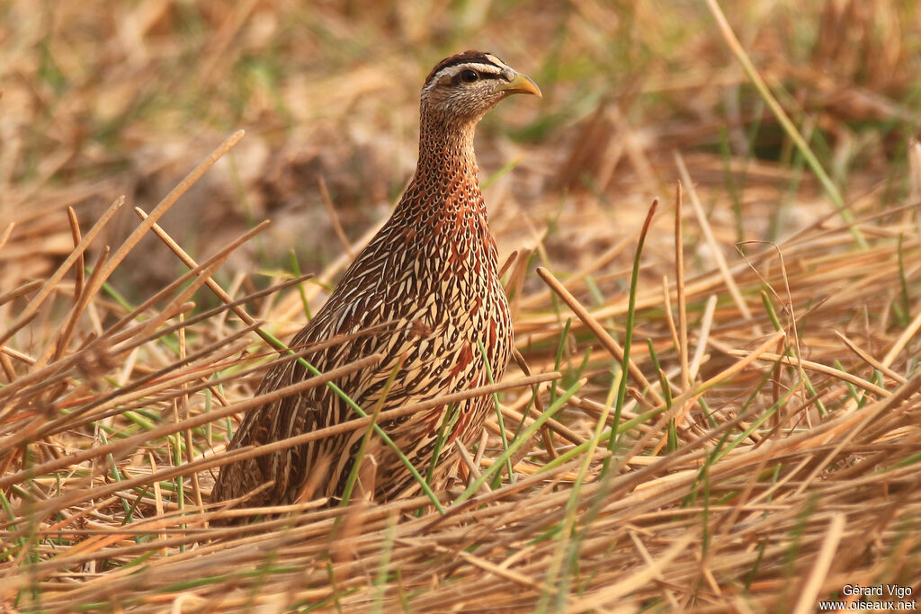 Double-spurred Francolinadult