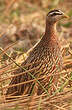 Francolin à double éperon