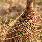 Francolin à double éperon