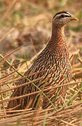 Double-spurred Spurfowl