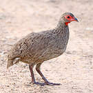 Francolin de Swainson