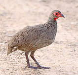 Francolin de Swainson