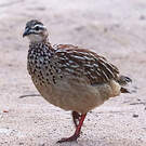 Francolin huppé