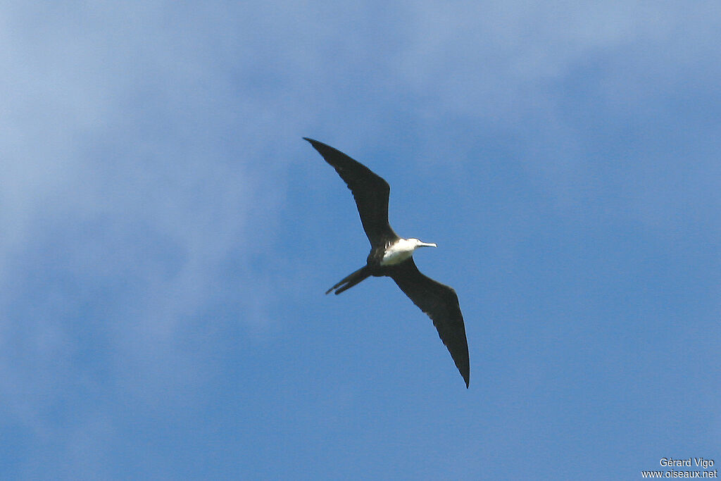 Magnificent Frigatebird female adult, Flight