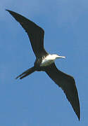 Magnificent Frigatebird