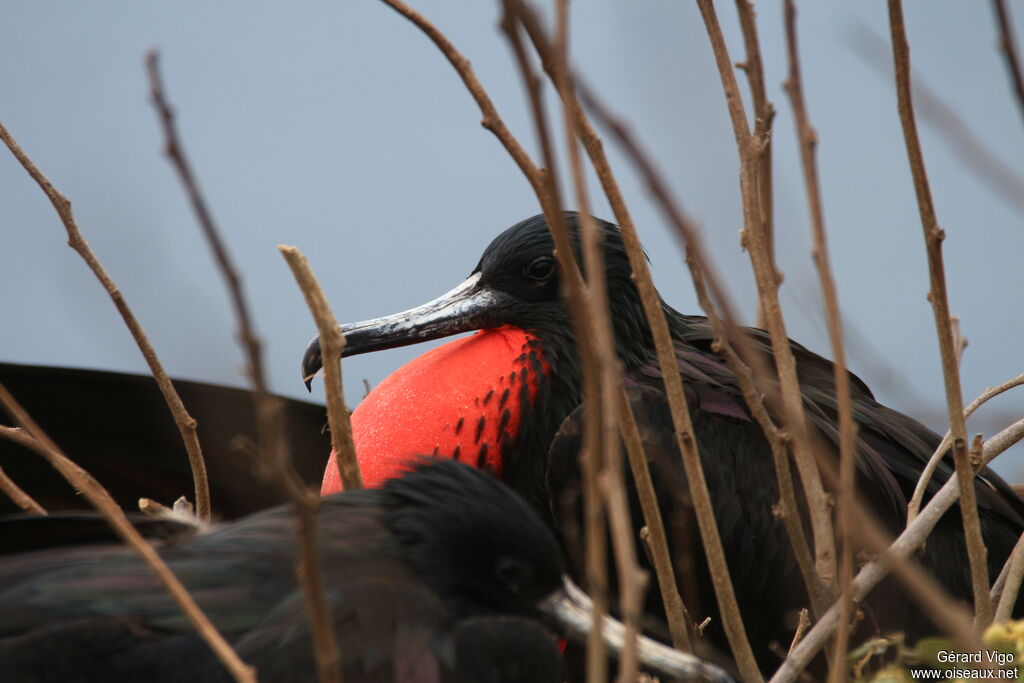 Magnificent Frigatebird male adult