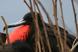 Magnificent Frigatebird