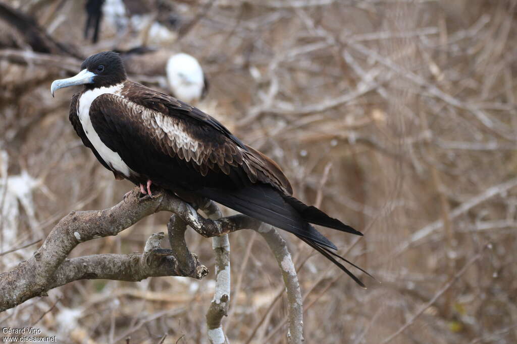 Magnificent Frigatebird female adult, identification