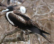 Magnificent Frigatebird