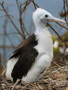 Magnificent Frigatebird