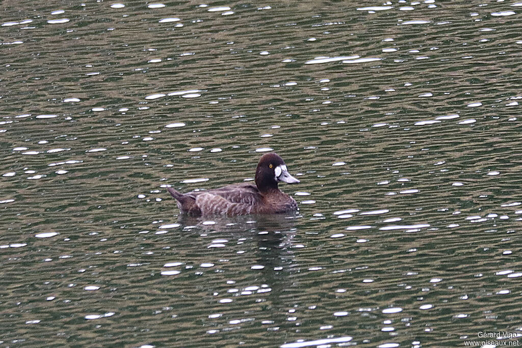 Lesser Scaup female adult