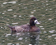 Lesser Scaup