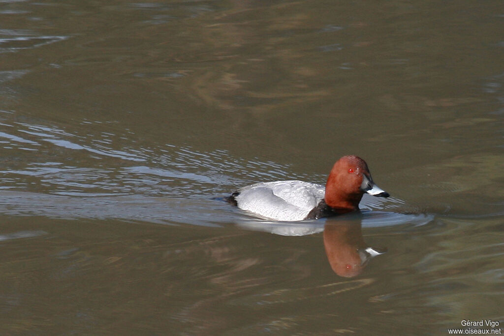 Common Pochard male adult