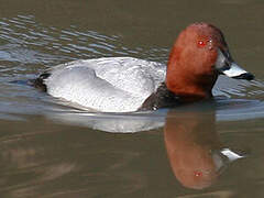 Common Pochard