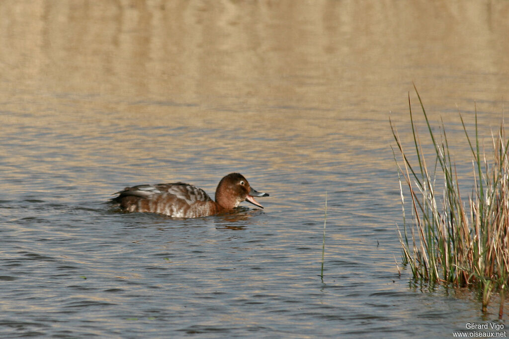 Common Pochard female adult